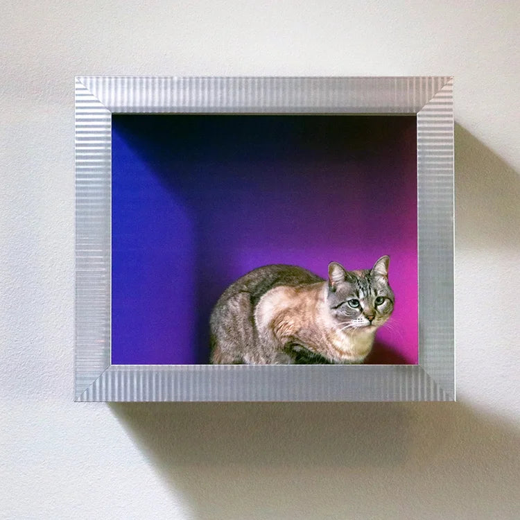 🖼️ Gallery-Style Cat Frame – Turn Your Cat into Art 😺